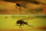 Fossil Fly (Diptera) In Baltic Amber #81726-1